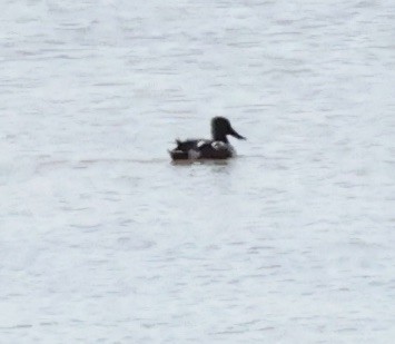 Northern Shoveler - ML615585449