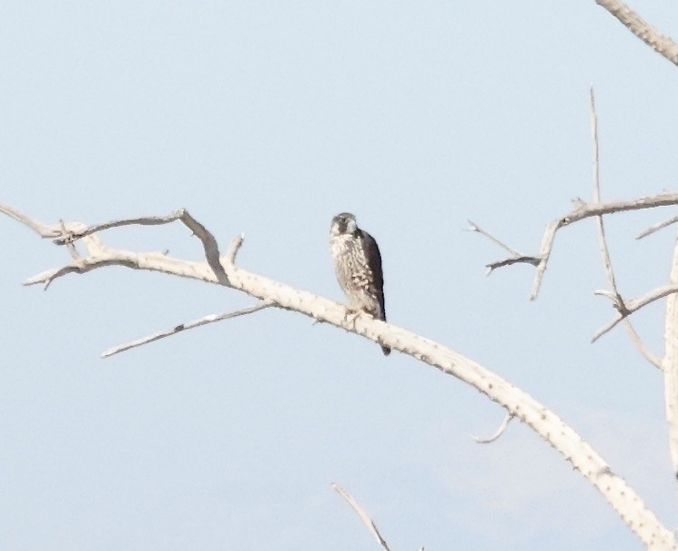 Peregrine Falcon - ML615585457