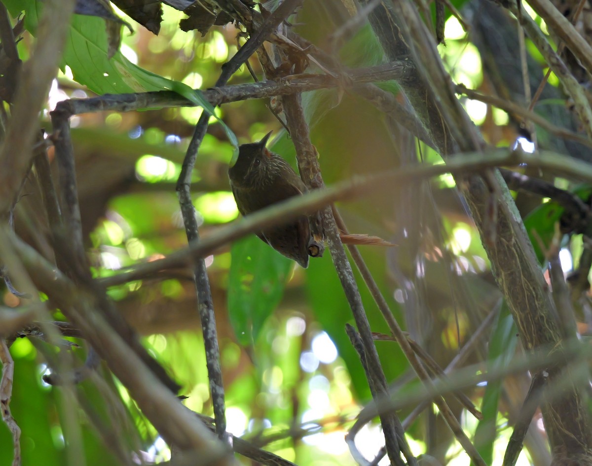 Orinoco Softtail - Dennis Arendt