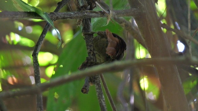 ノドアカマルオカマドドリ - ML615585509