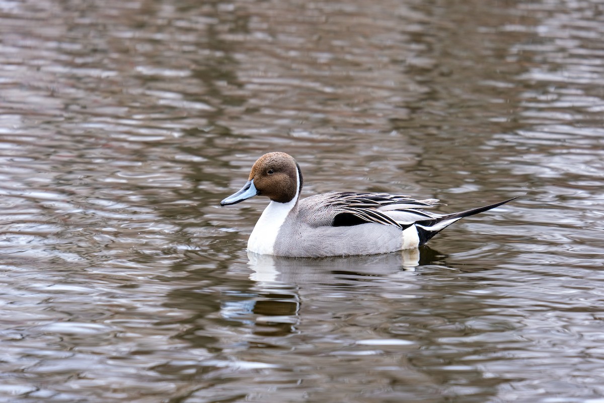 Northern Pintail - J Cole