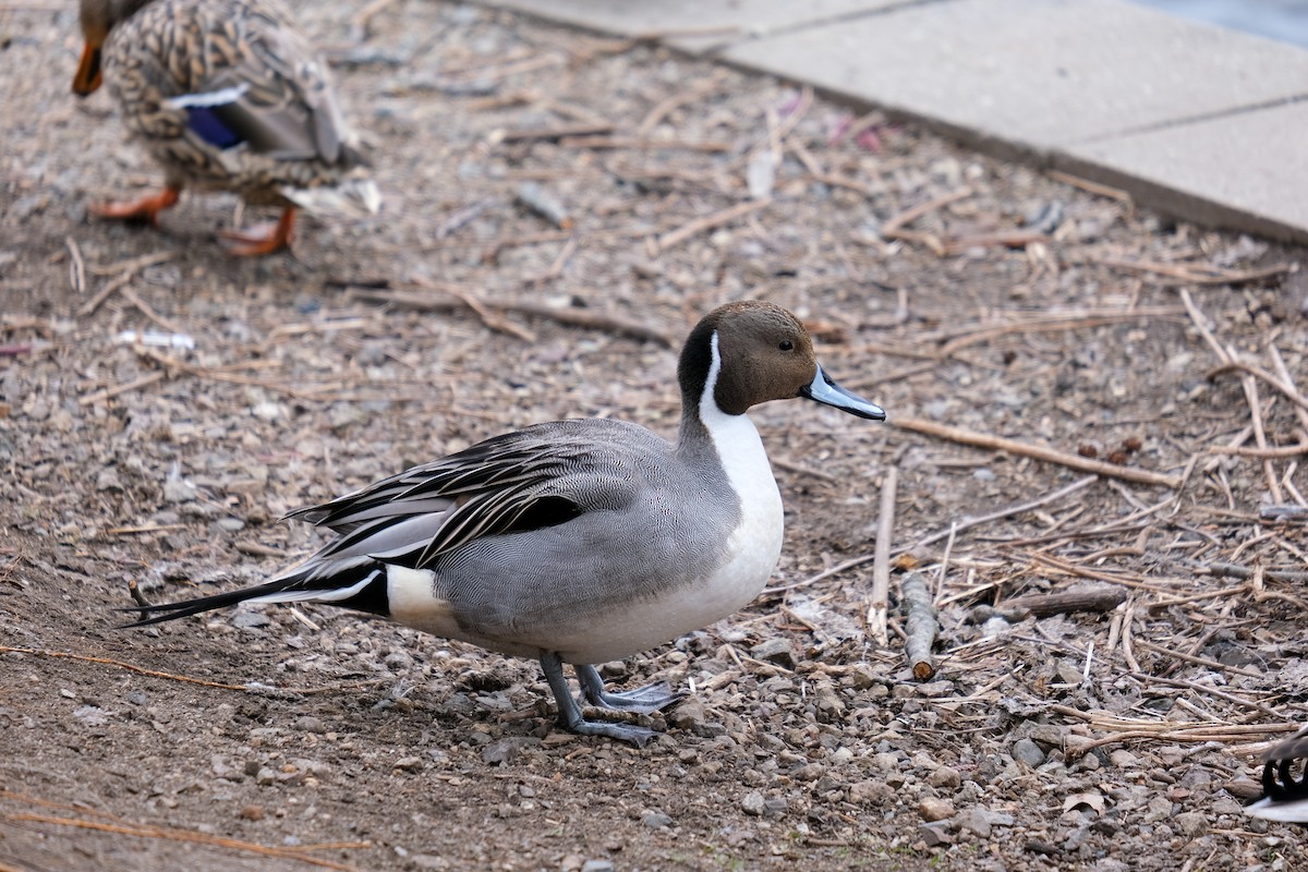 Northern Pintail - J Cole