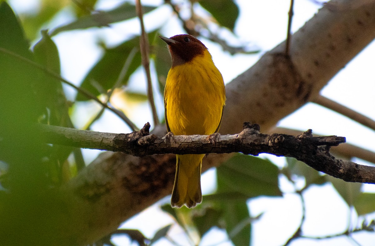 gulparula/mangroveparula - ML615585543