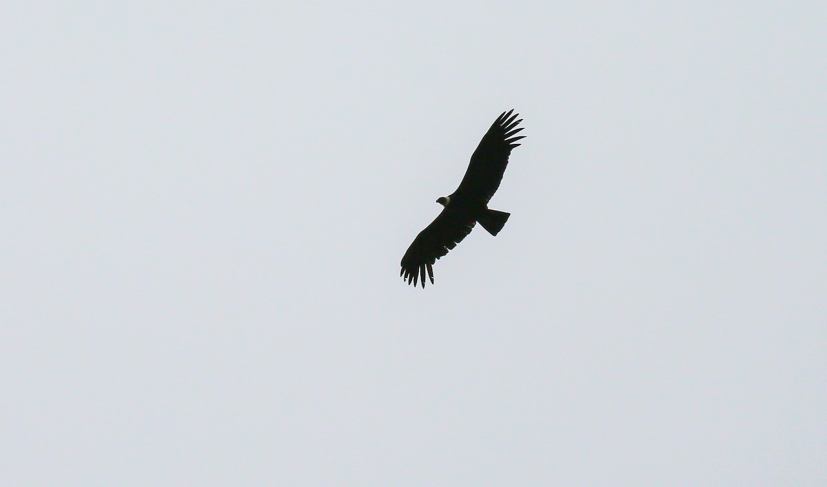 Andean Condor - ML615585551