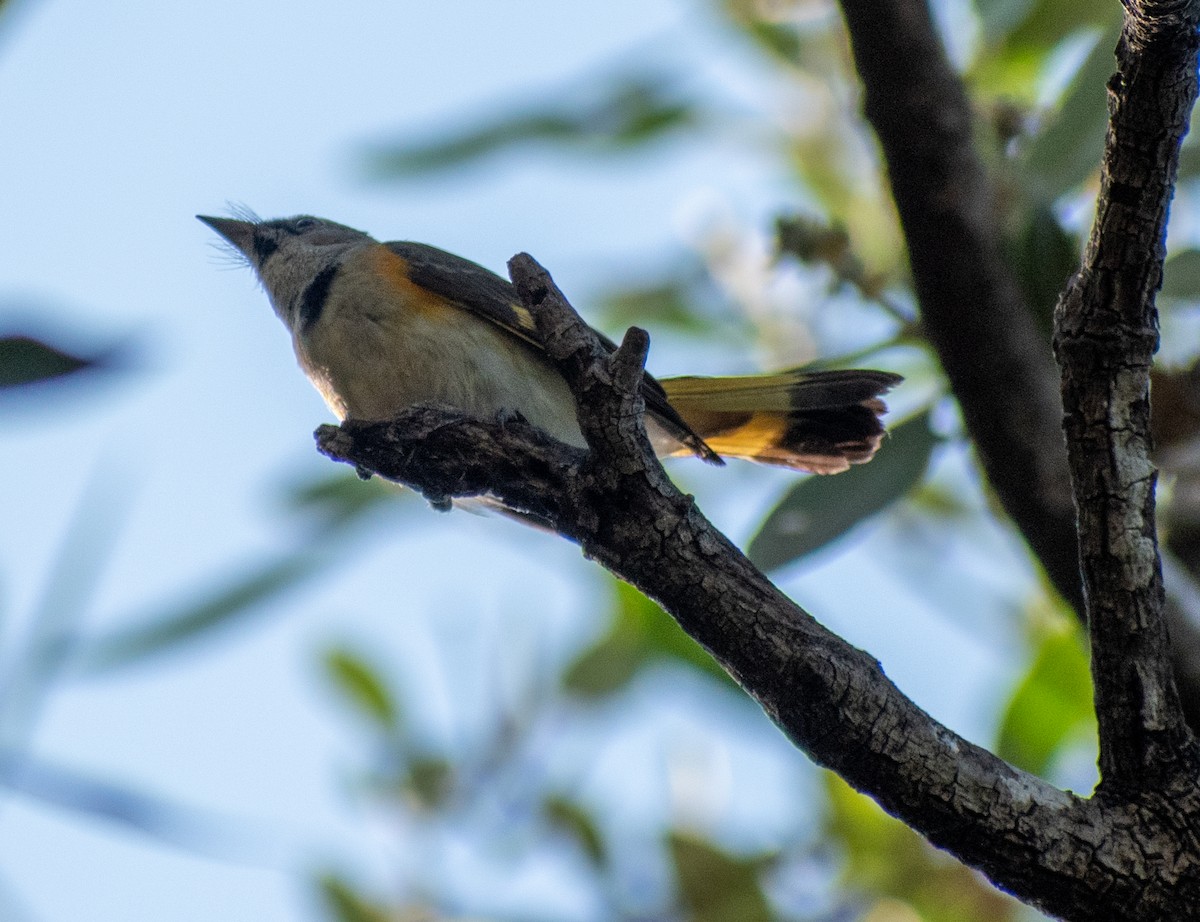 rødstjertparula - ML615585567