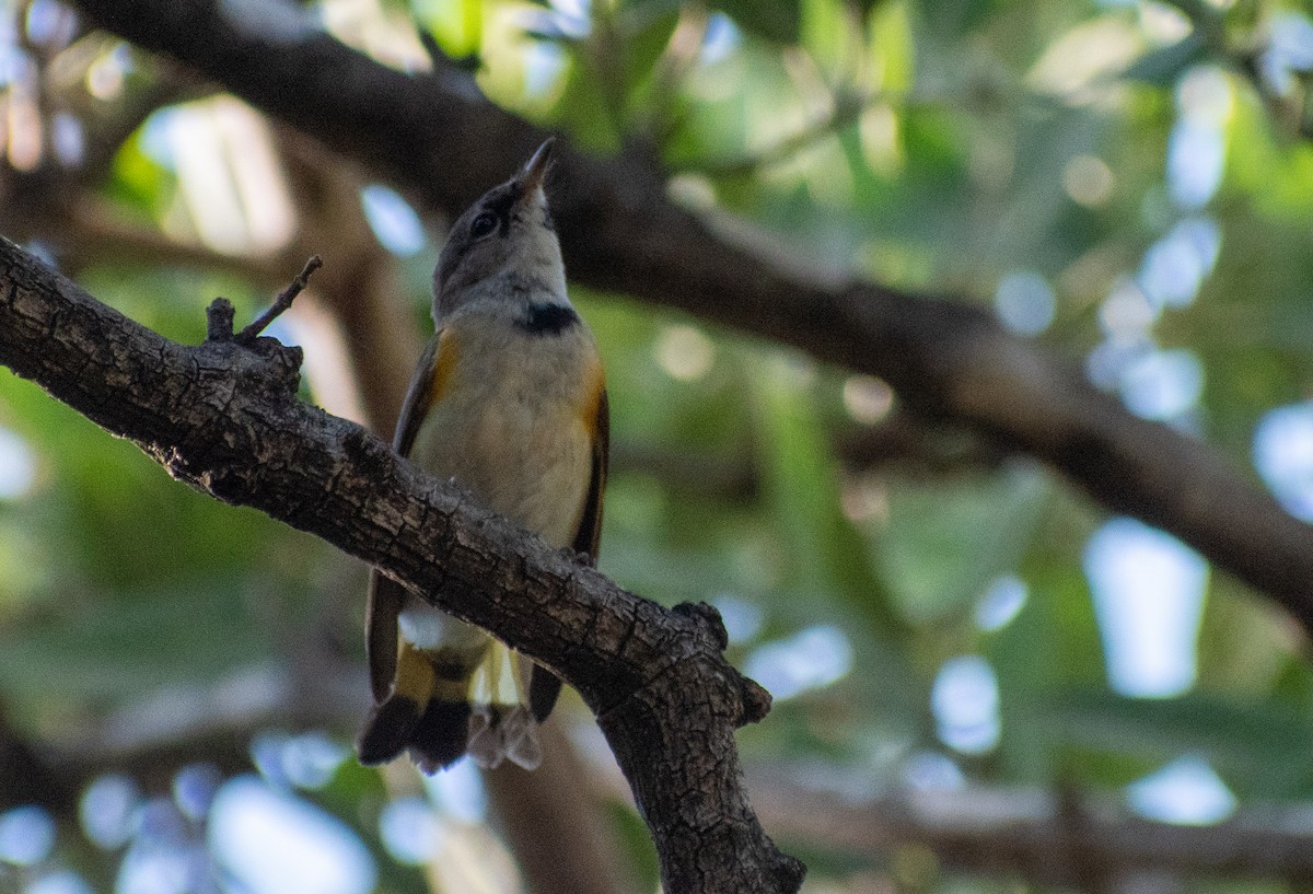 Горихвостковая древесница - ML615585568