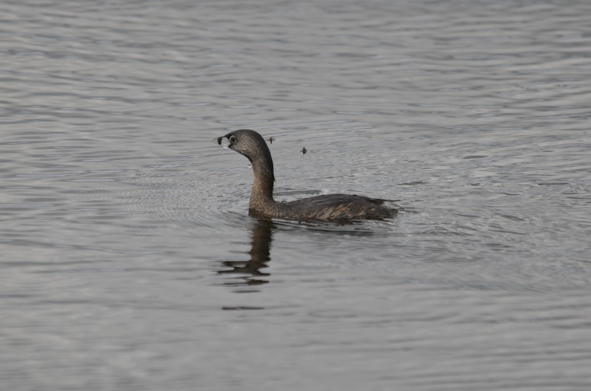 Pied-billed Grebe - ML615585571