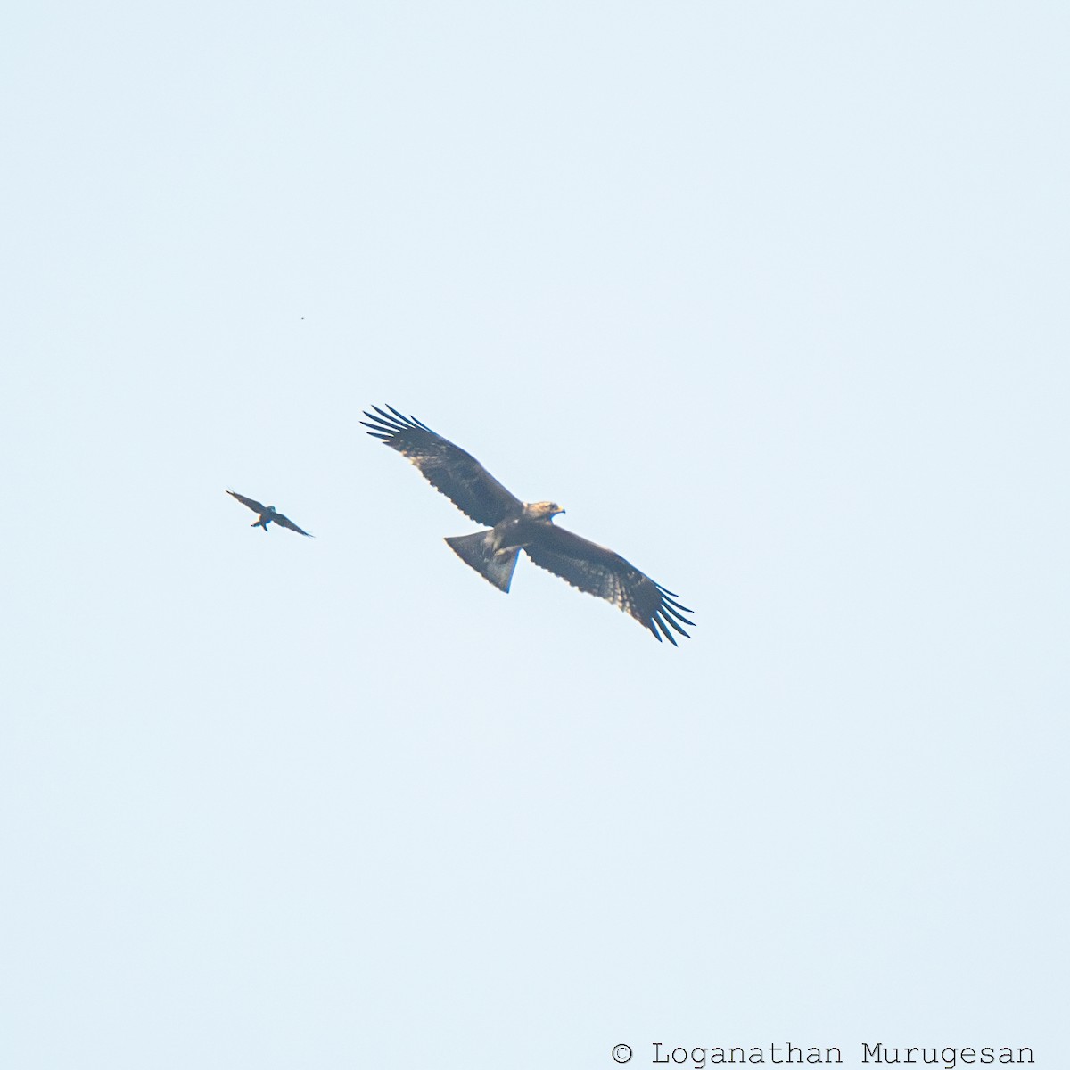 orel nejmenší - ML615585598