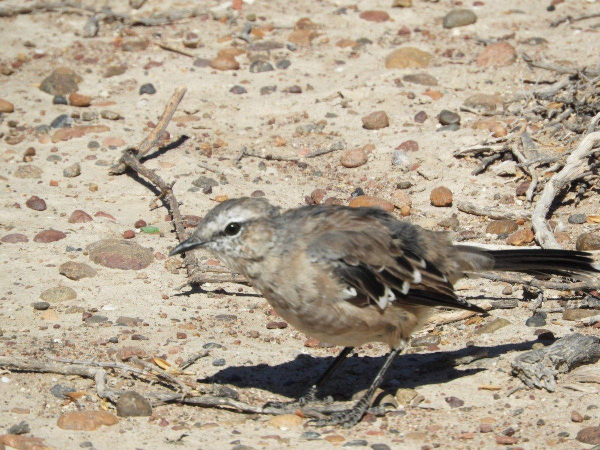 Chalk-browed Mockingbird - Silvia Enggist