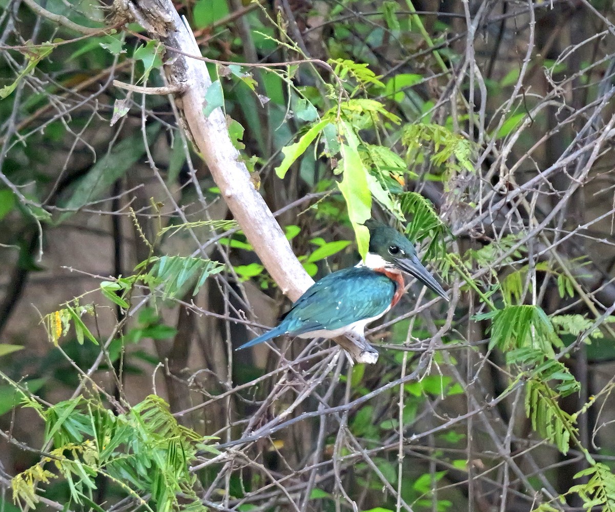 Martin-pêcheur d'Amazonie - ML615585688