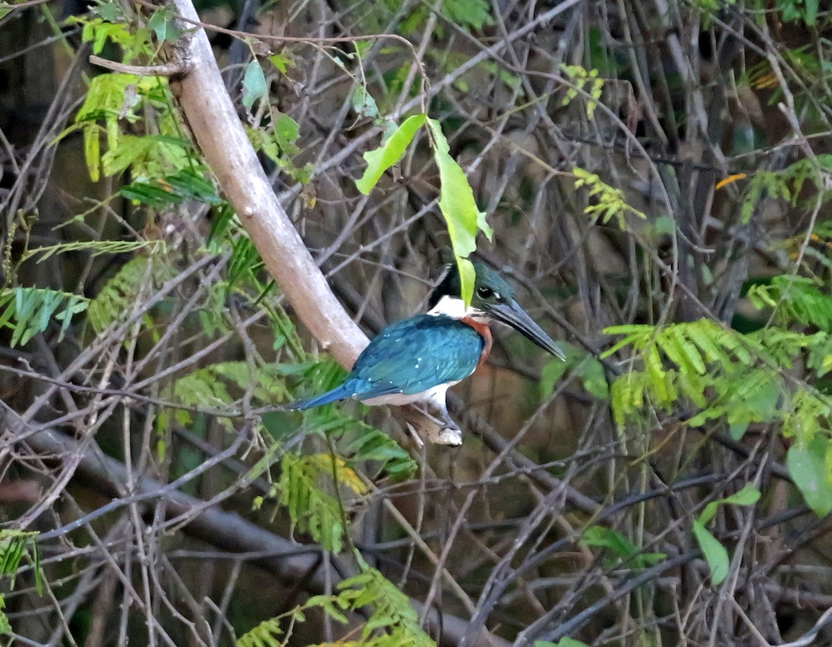 Amazon Kingfisher - Dennis Arendt