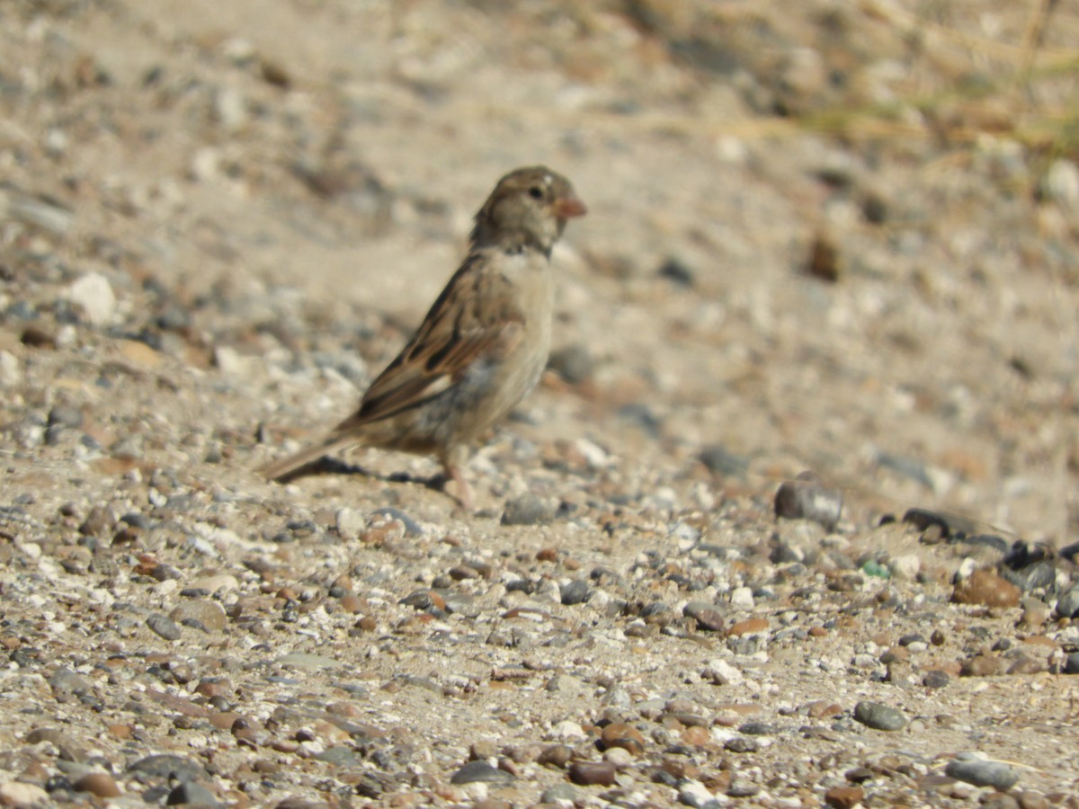 House Sparrow - ML615585697