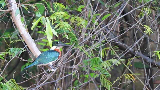 Martin-pêcheur d'Amazonie - ML615585700