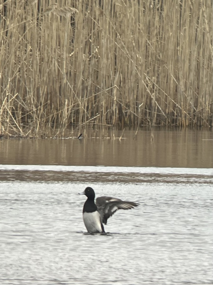Greater Scaup - ML615585714
