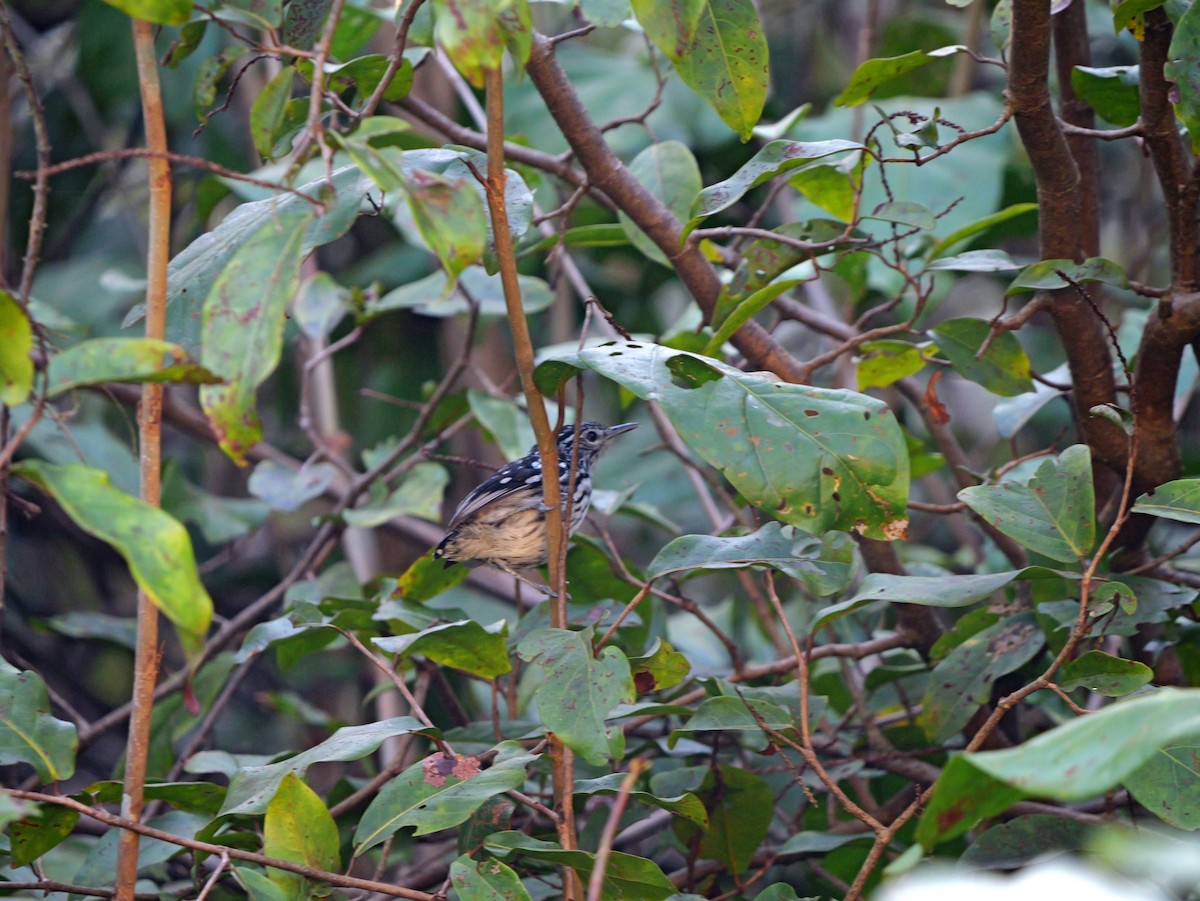 Amazonian Streaked-Antwren - ML615585717