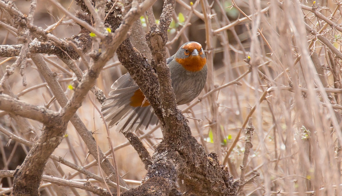 Tucuman Mountain Finch - ML615585721