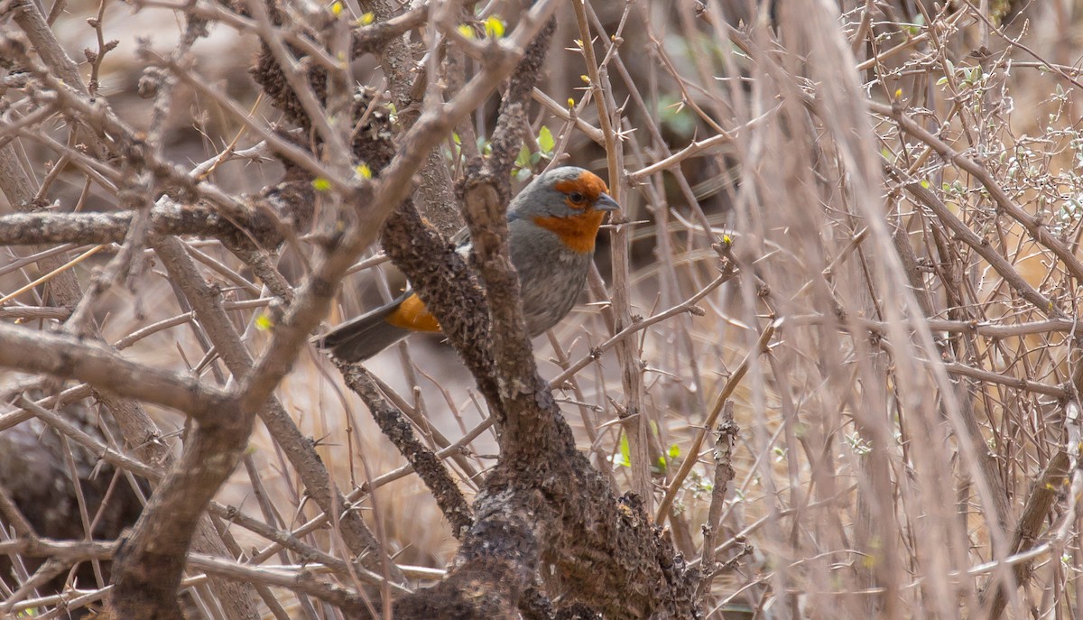 Tucuman Mountain Finch - ML615585722