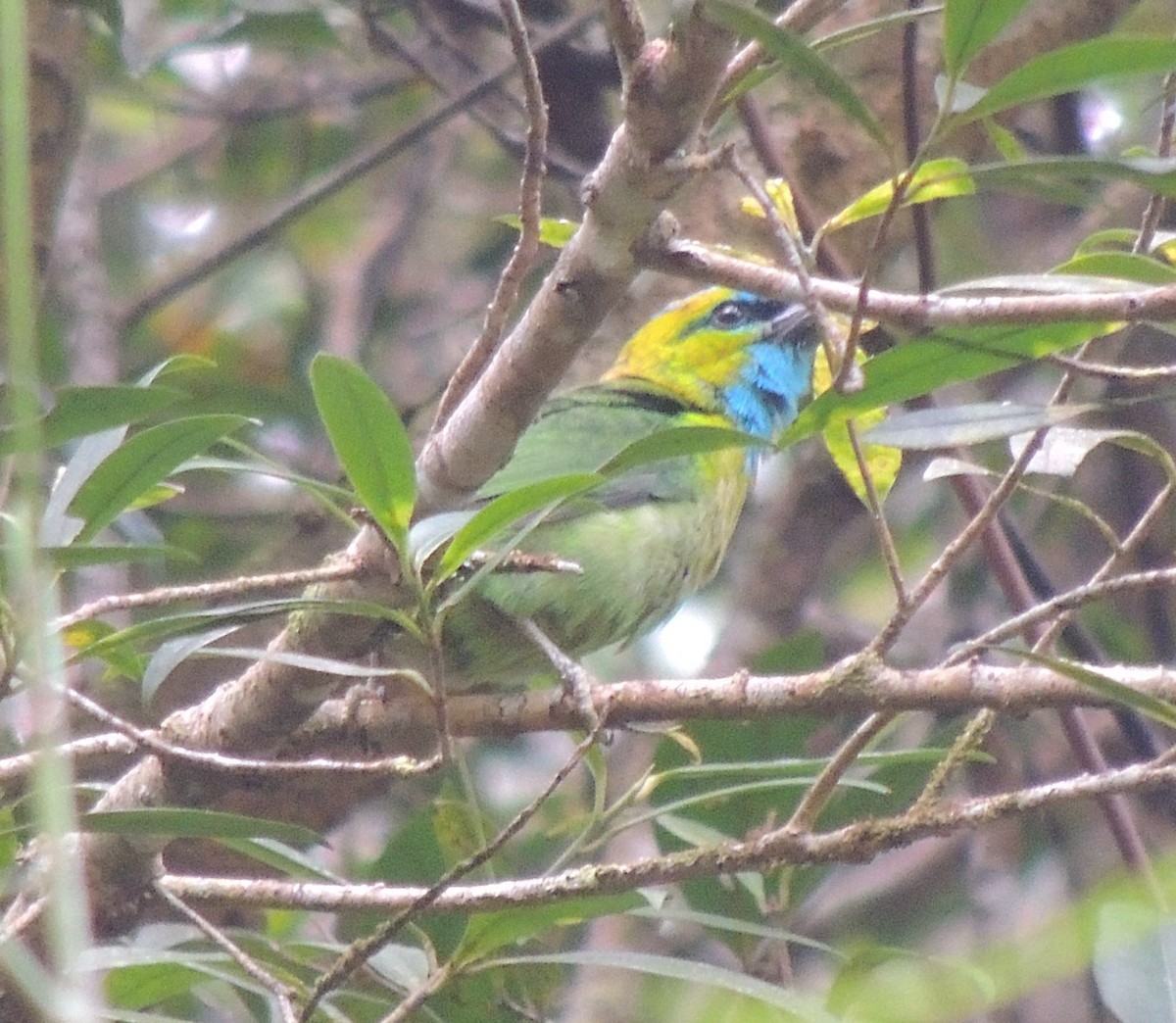 Golden-naped Barbet - Ton Yeh