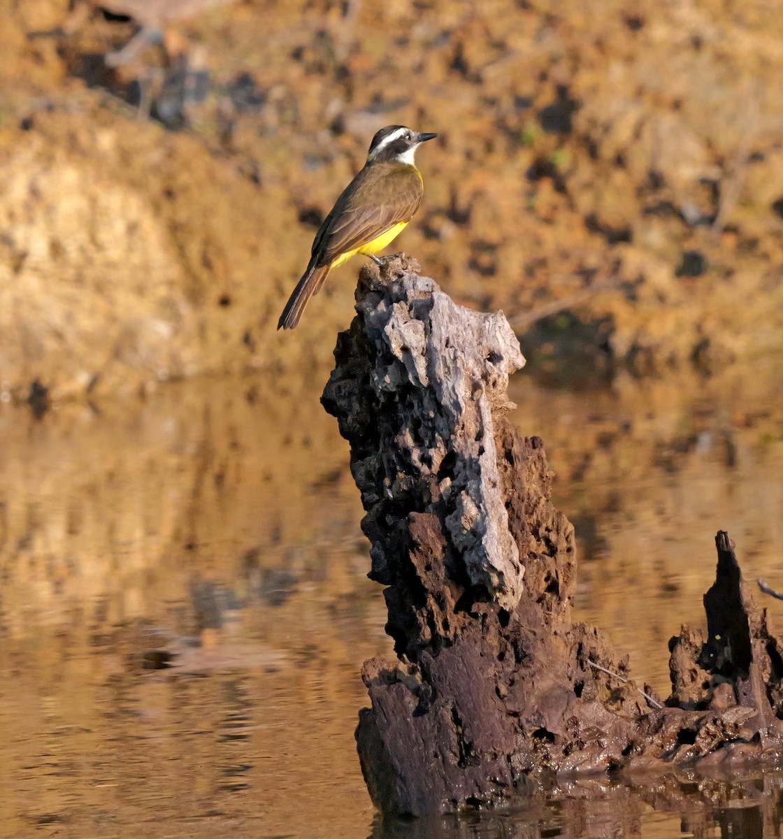 Lesser Kiskadee - Dennis Arendt