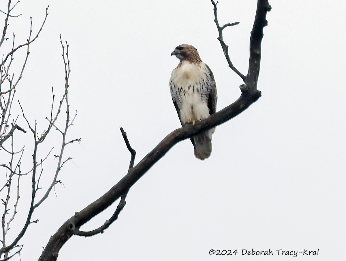 Red-tailed Hawk - ML615585809