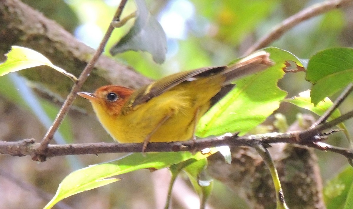 Yellow-breasted Warbler - Ton Yeh