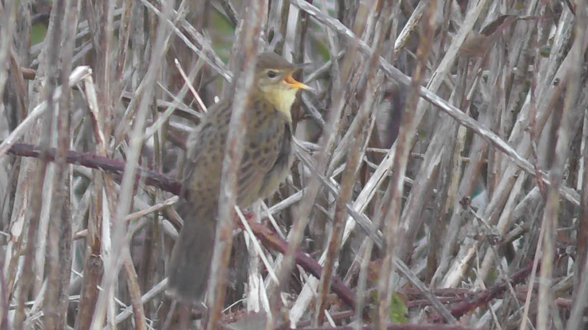 Common Grasshopper Warbler - ML615585832