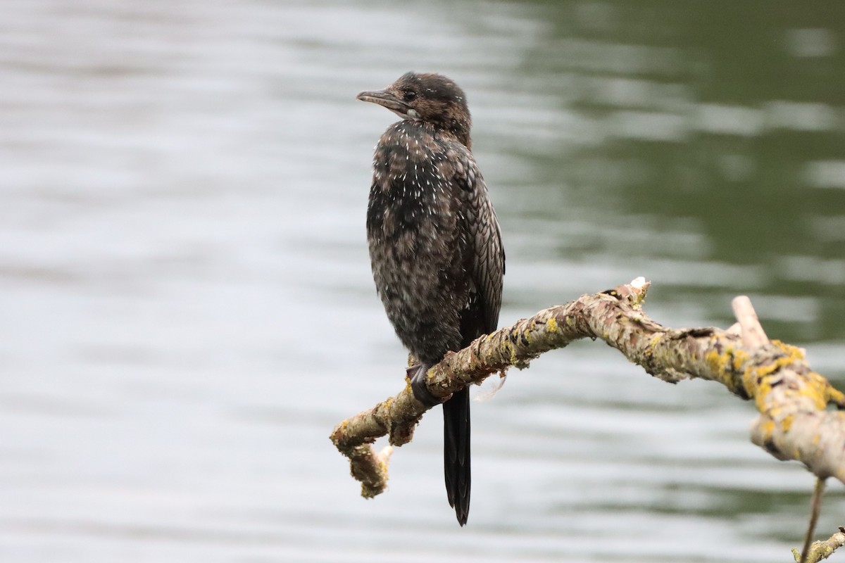 Pygmy Cormorant - ML615585935