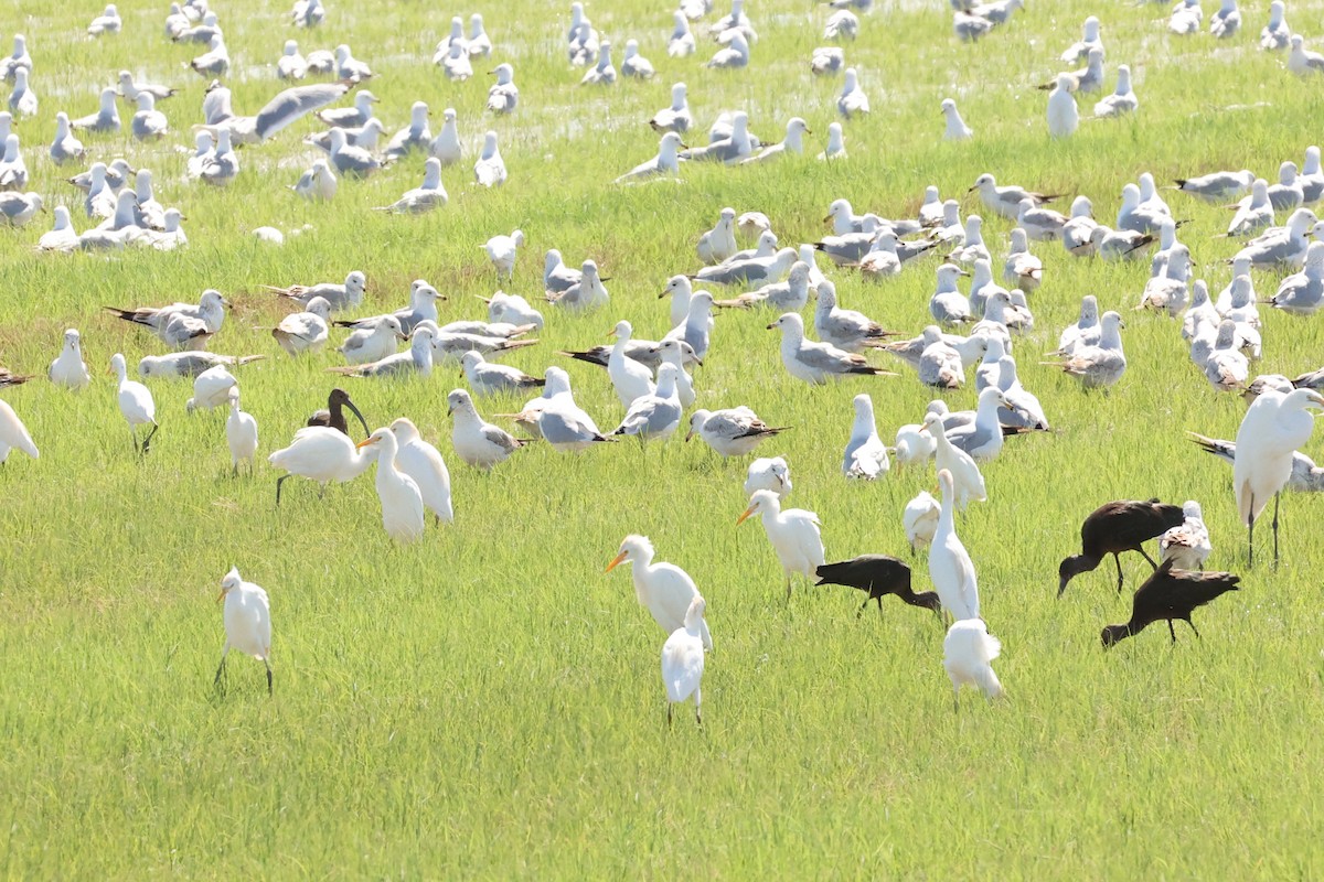 White-faced Ibis - ML615586031