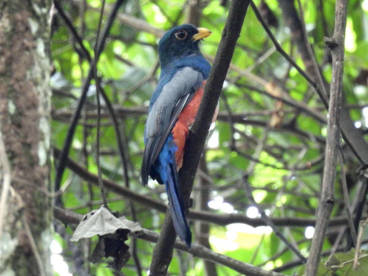 Black-tailed Trogon - ML615586088