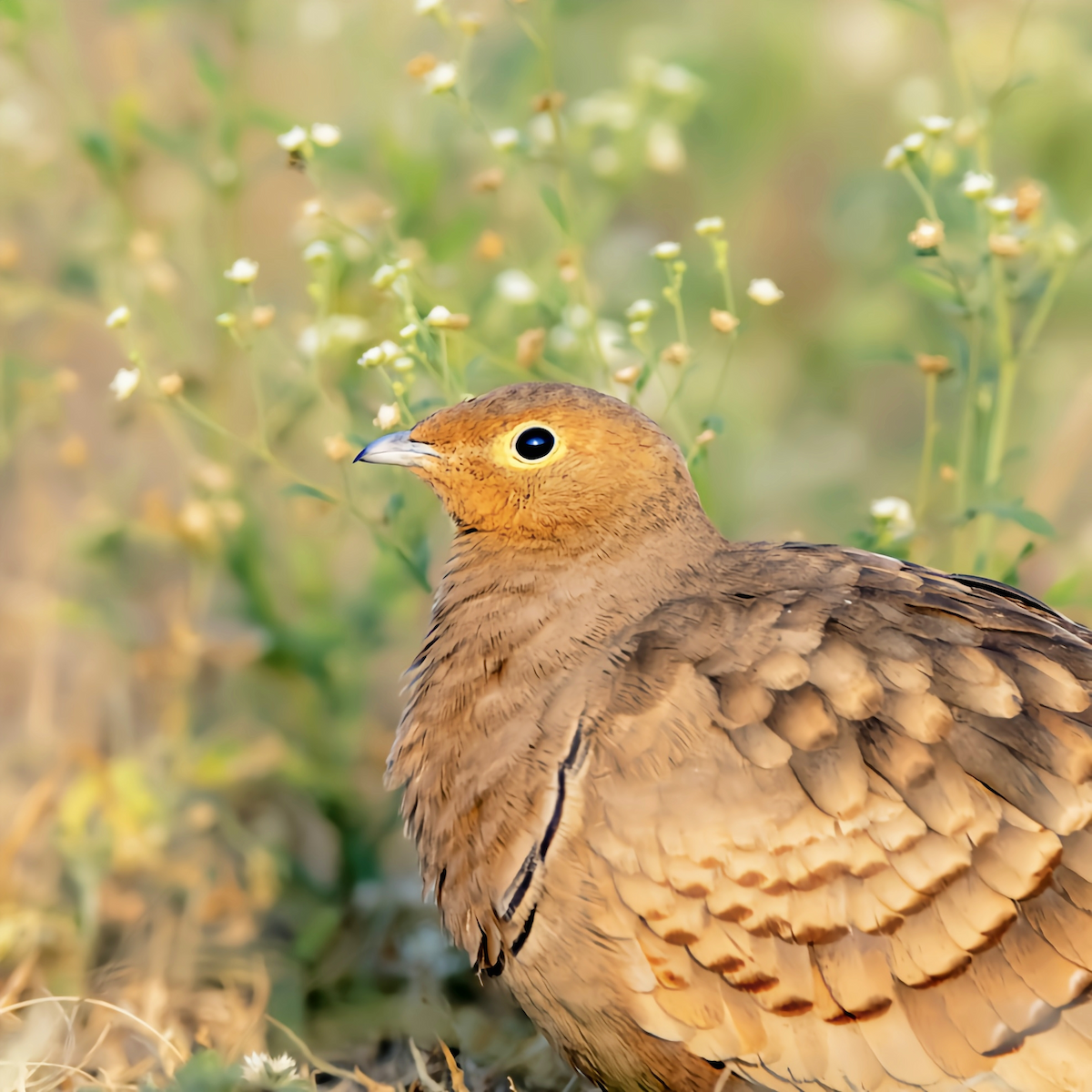 Chestnut-bellied Sandgrouse - ML615586112