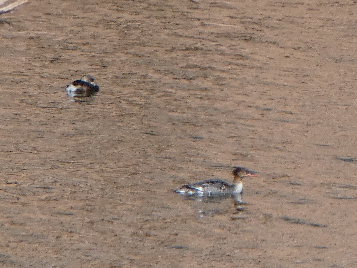 Red-breasted Merganser - ML615586130