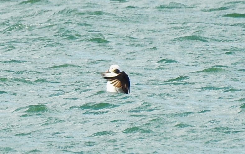 Long-tailed Duck - ML615586133
