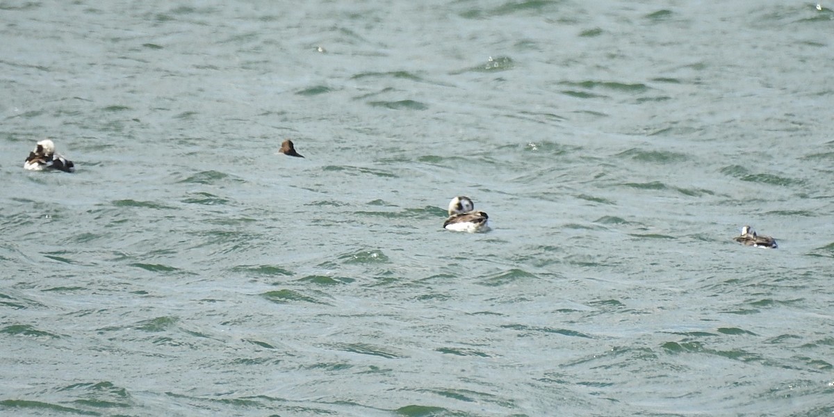Long-tailed Duck - ML615586163