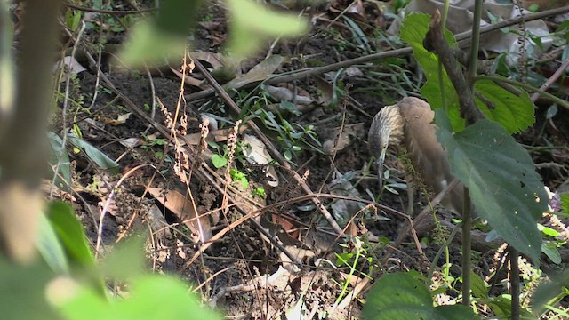 Indian Pond-Heron - ML615586177