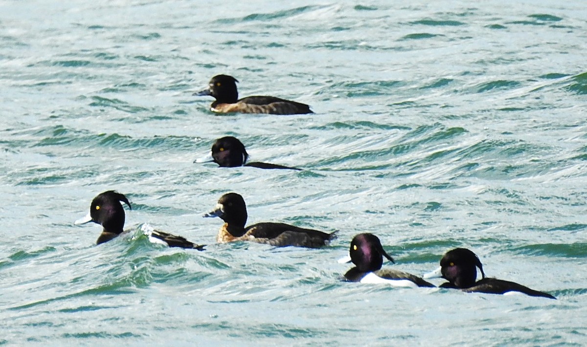 Tufted Duck - ML615586178