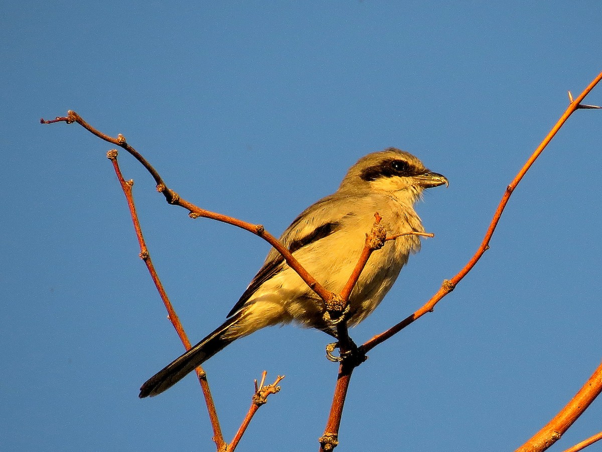 Loggerhead Shrike - ML615586186