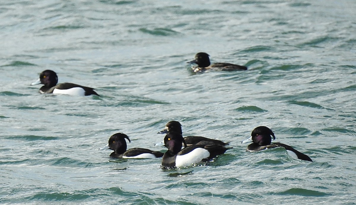 Tufted Duck - ML615586200