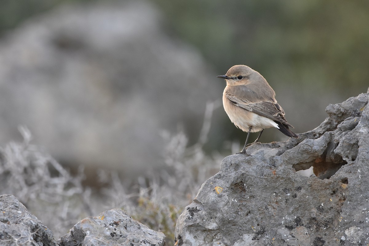 Isabelline Wheatear - ML615586220