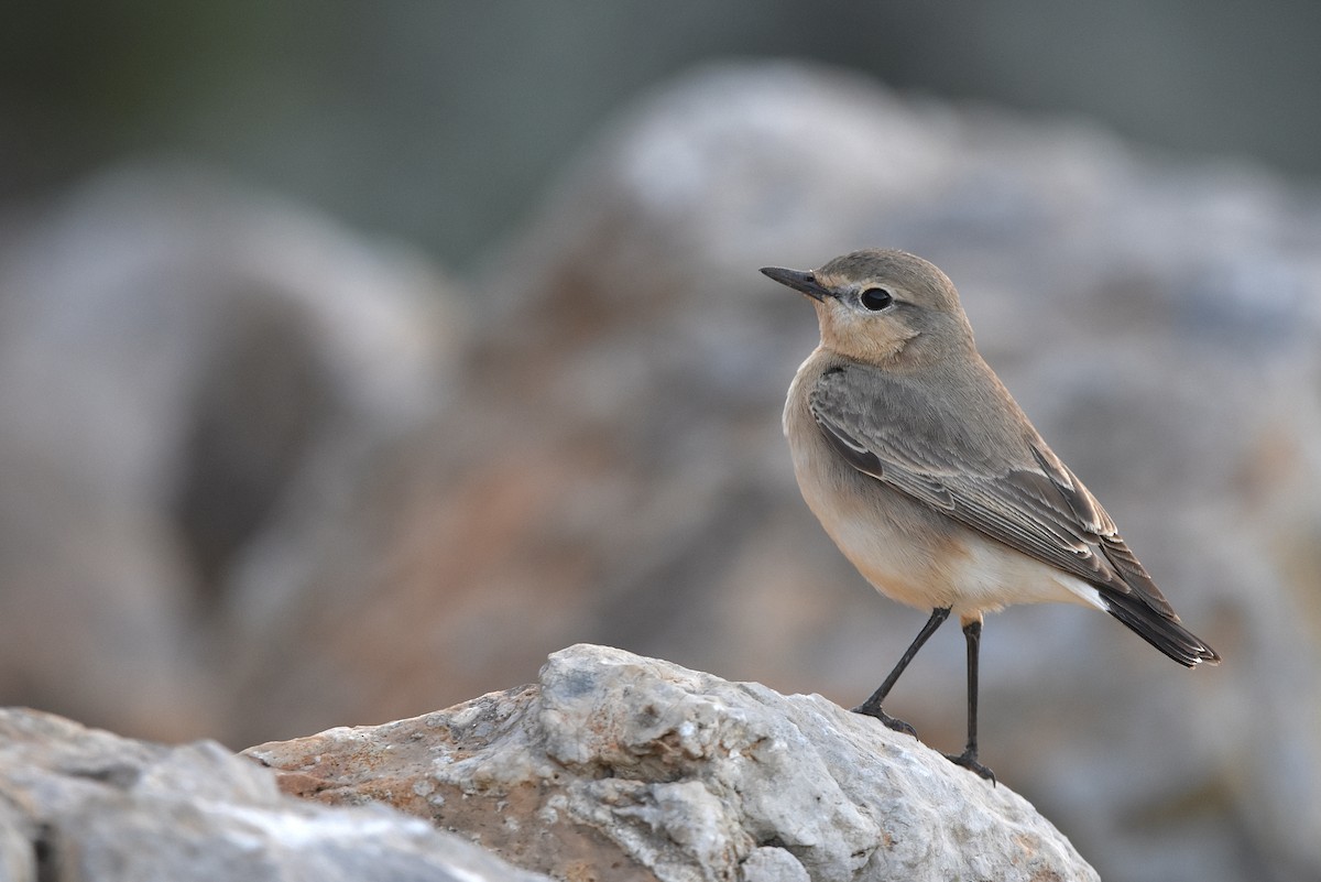 Isabelline Wheatear - ML615586221