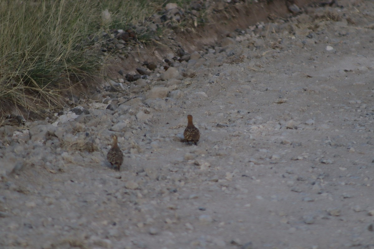 Chestnut-bellied Sandgrouse - ML615586238