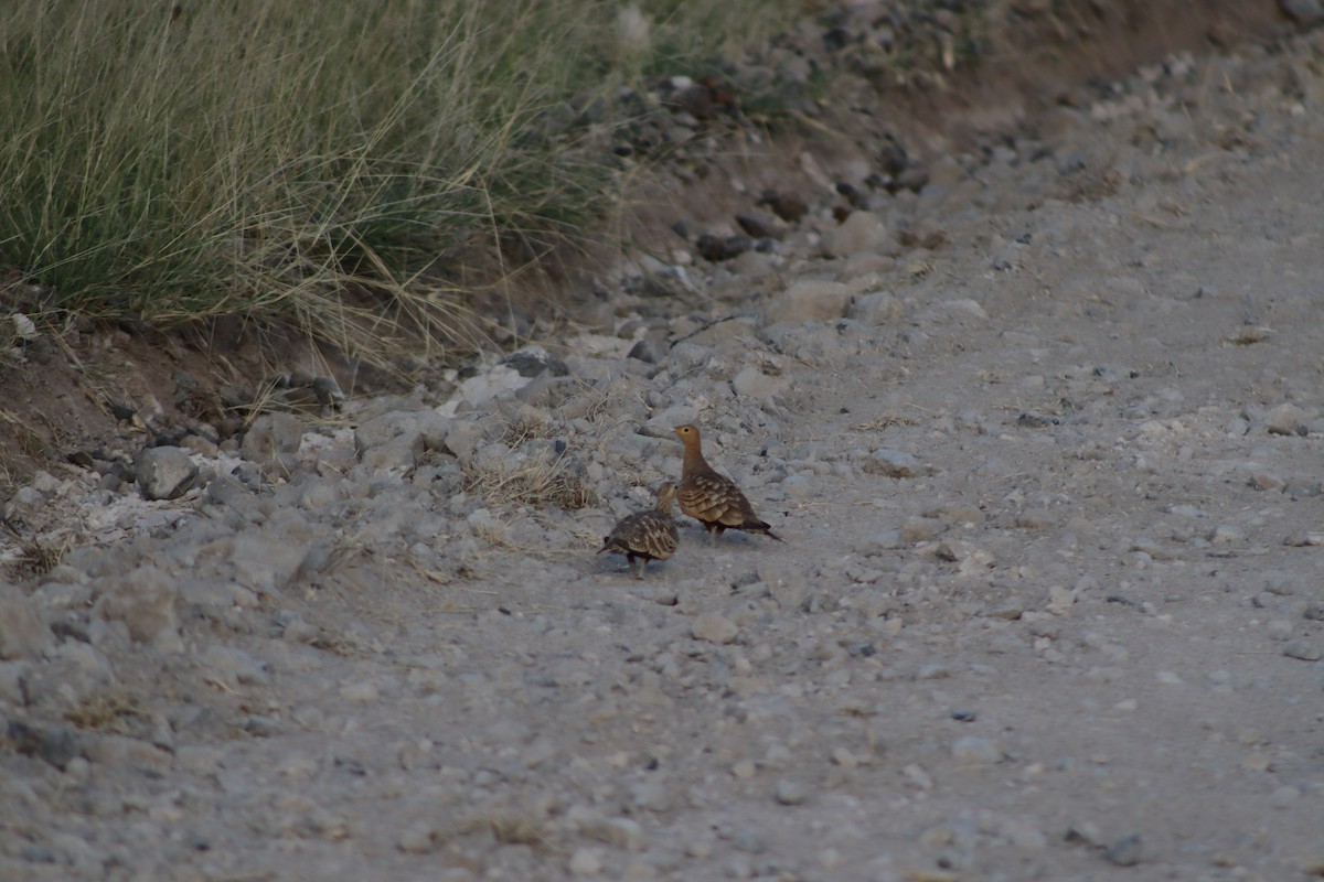 Chestnut-bellied Sandgrouse - ML615586239