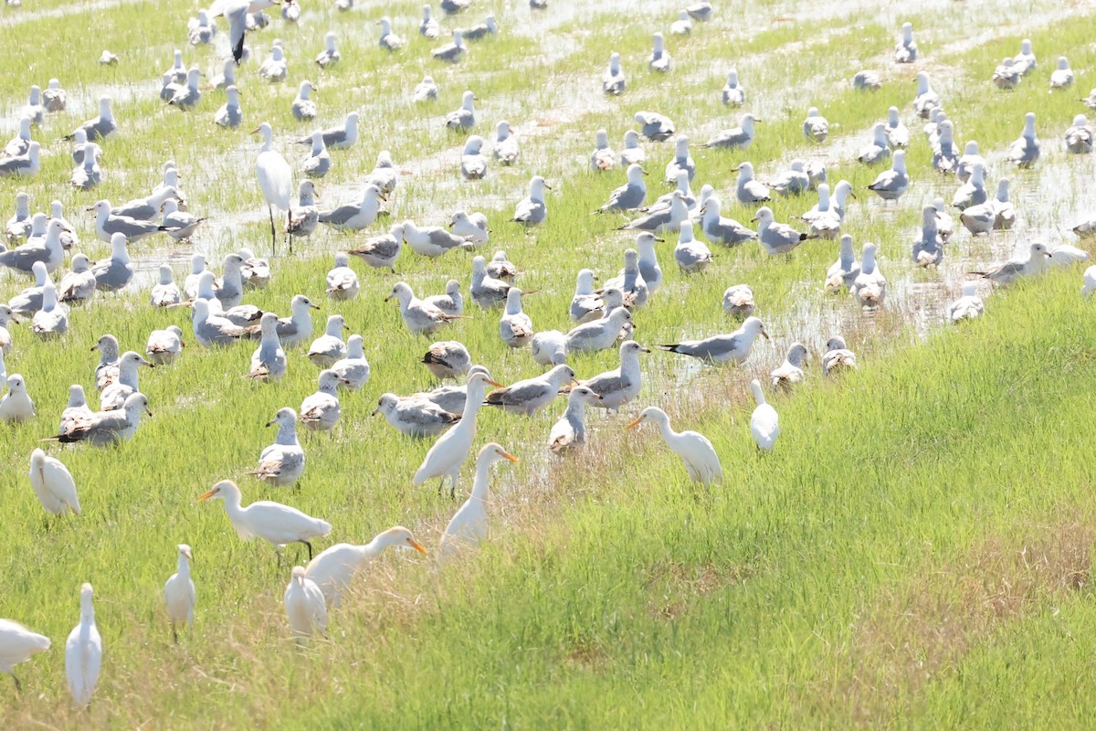 Ring-billed Gull - ML615586254