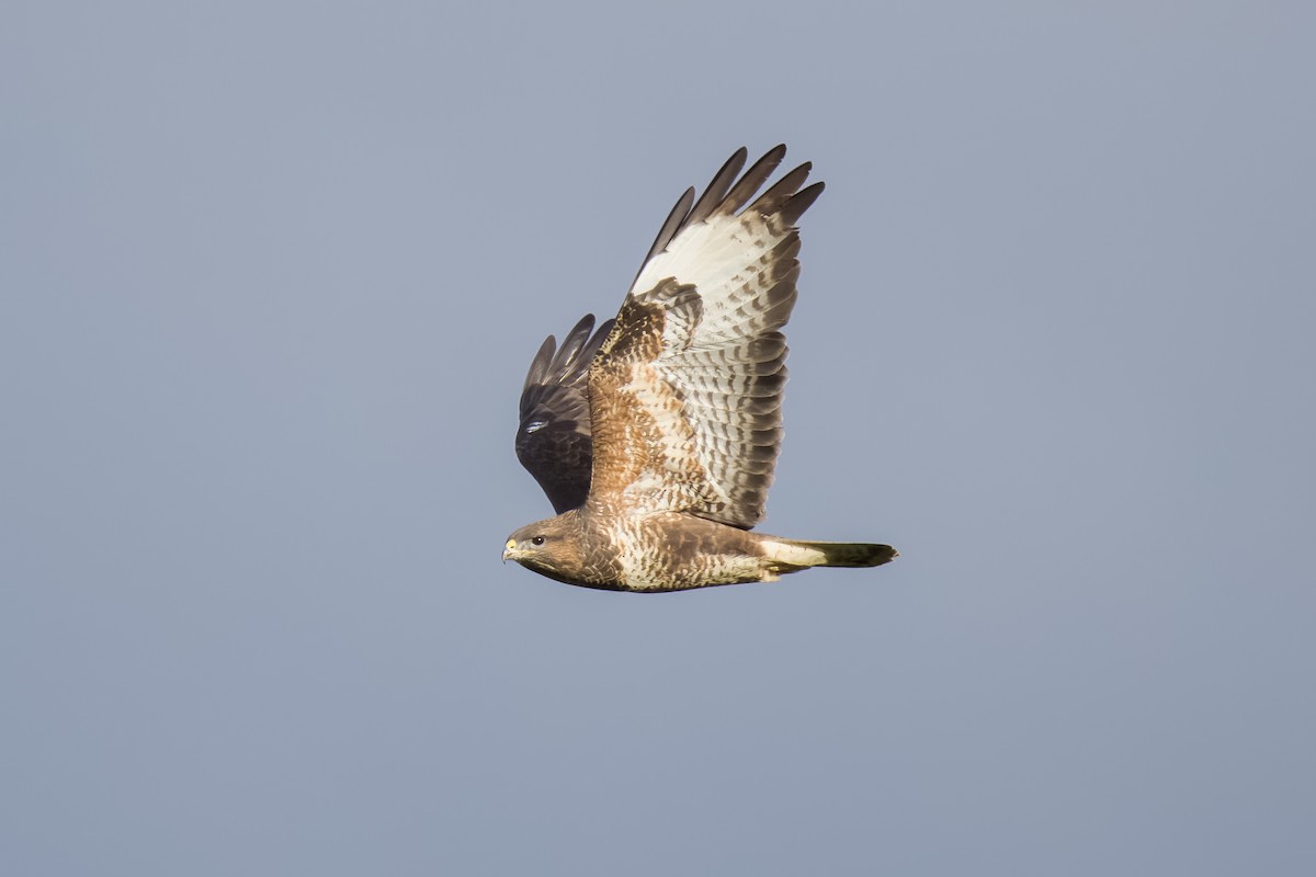 Common Buzzard - ML615586268