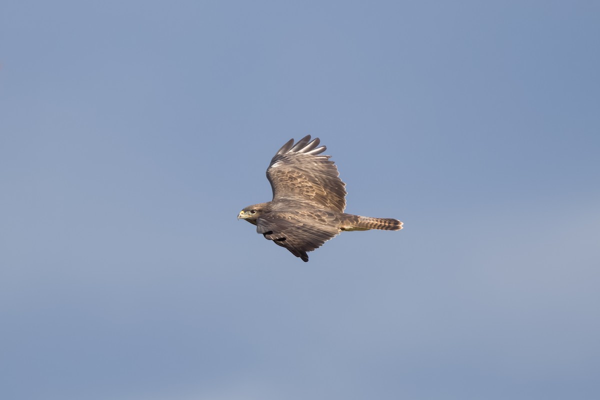 Common Buzzard - Joe Downing