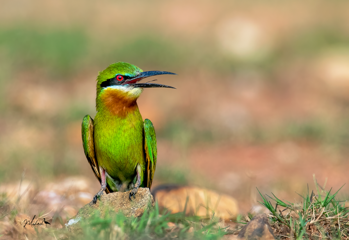 Blue-tailed Bee-eater - ML615586272