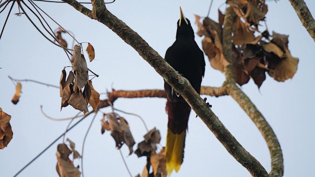 Crested Oropendola - ML615586279