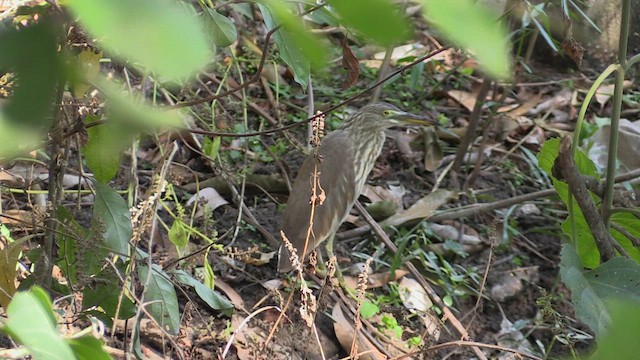 Indian Pond-Heron - ML615586358