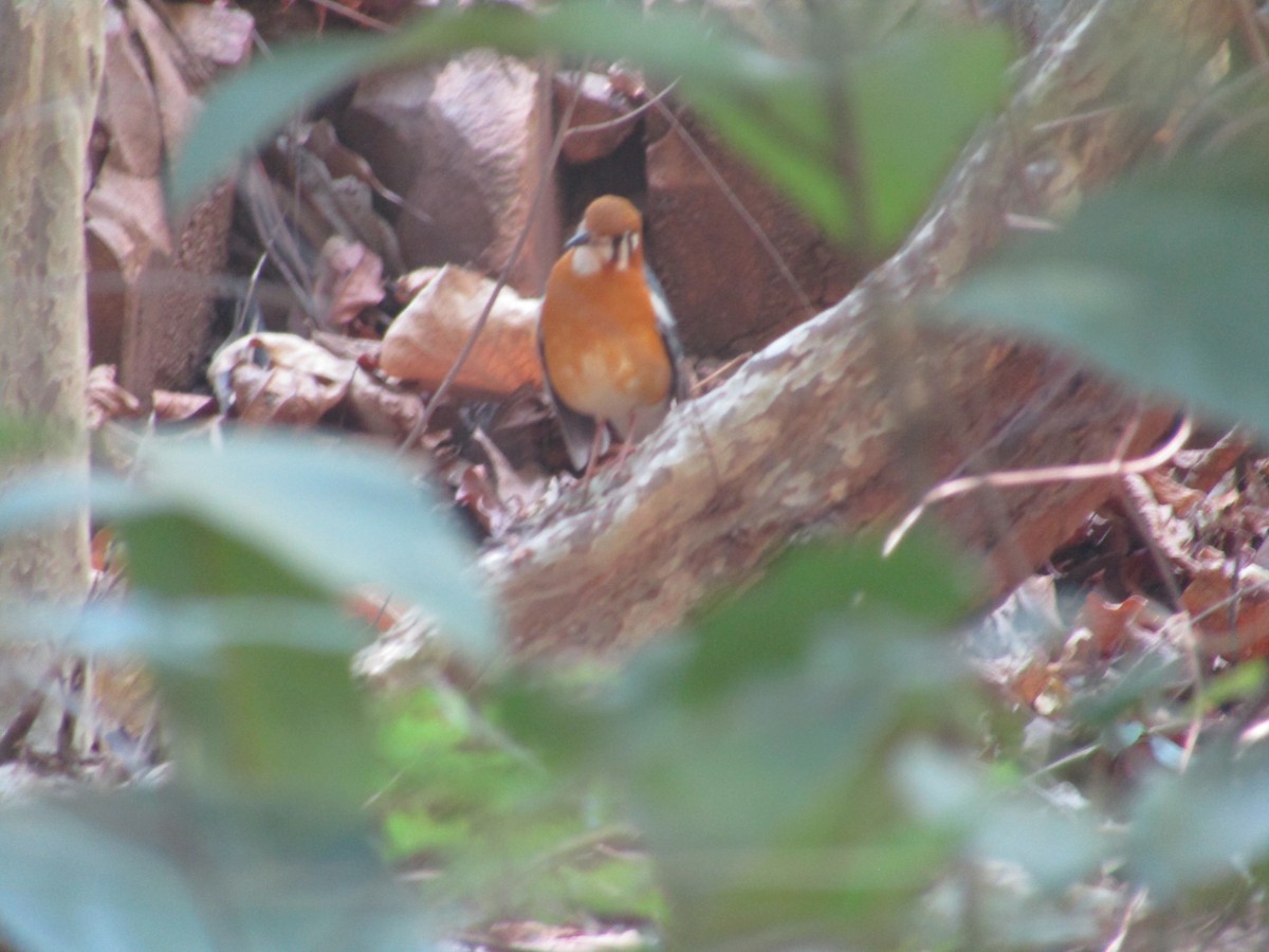 Orange-headed Thrush - Siva T