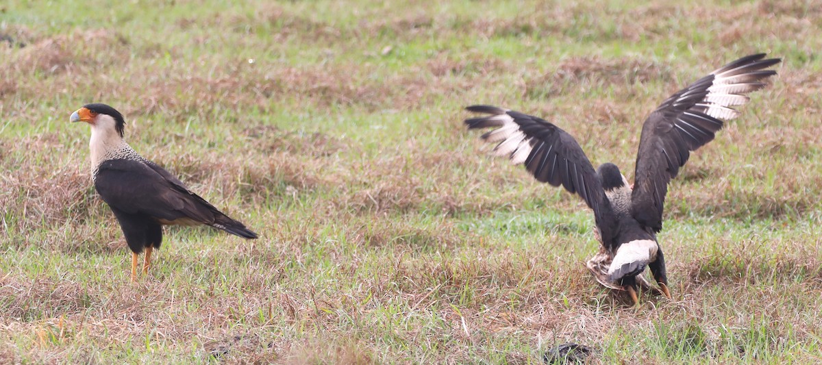 Crested Caracara - ML615586432