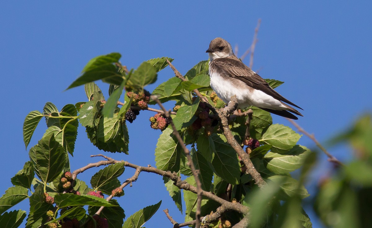 Brown-chested Martin - ML615586445